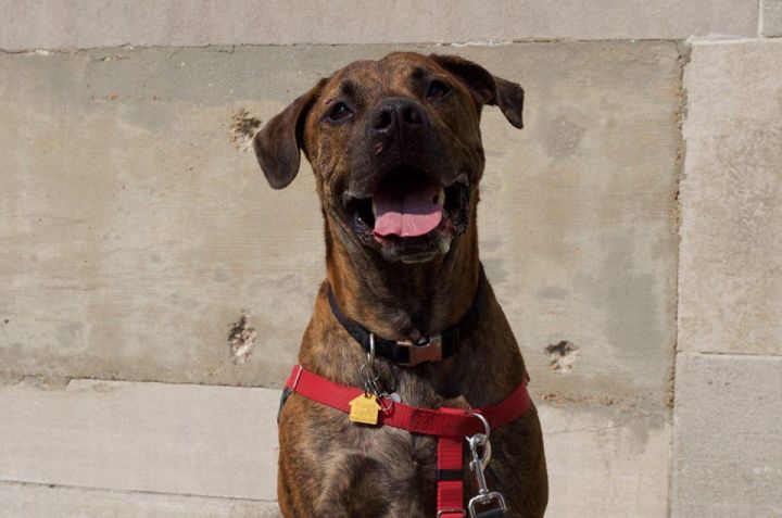 Dog For Adoption Buster A Boxer Cane Corso Mix In Memphis Tn