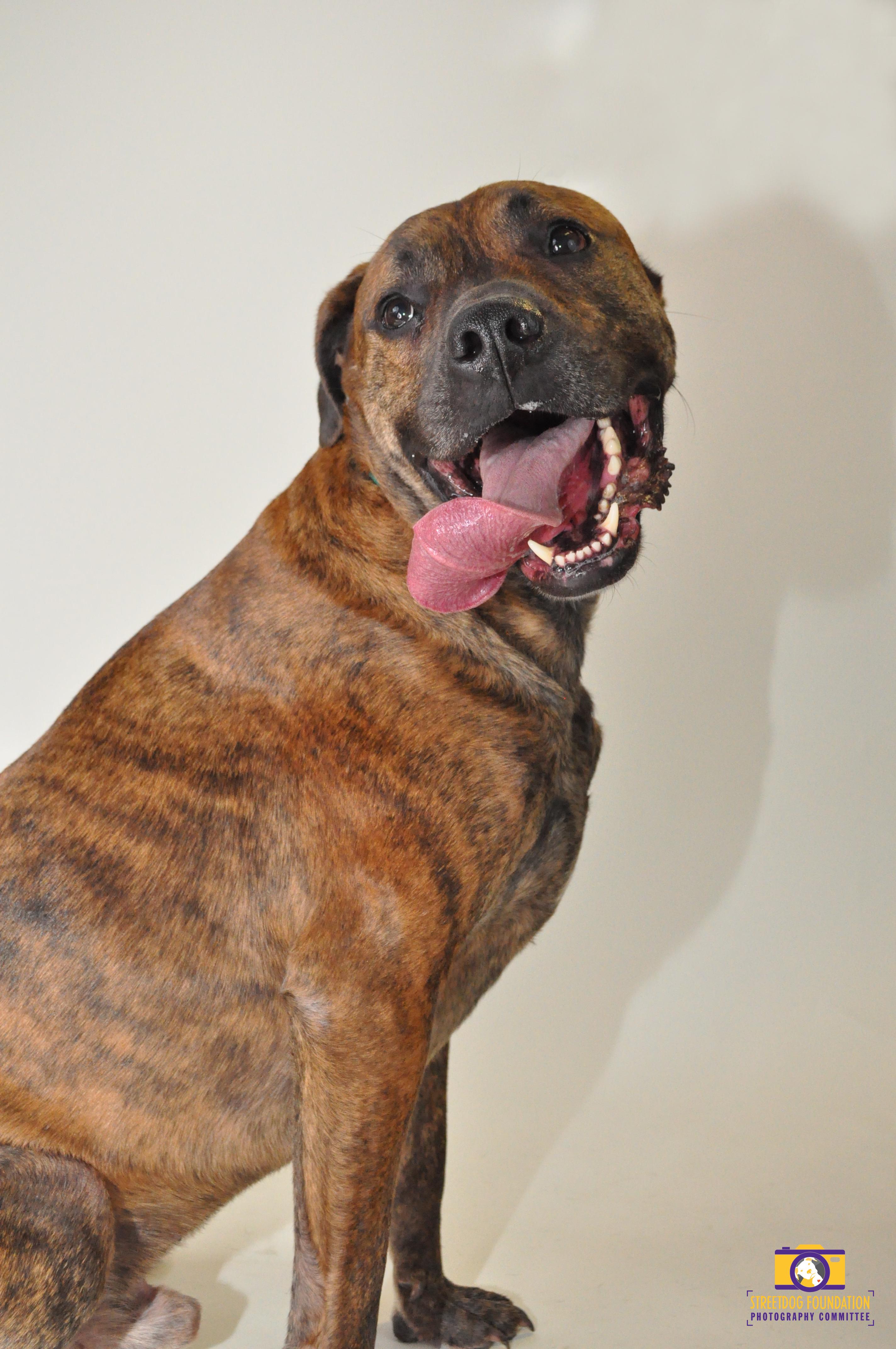 Buster, an adoptable Boxer, Cane Corso in Memphis, TN, 38103 | Photo Image 3