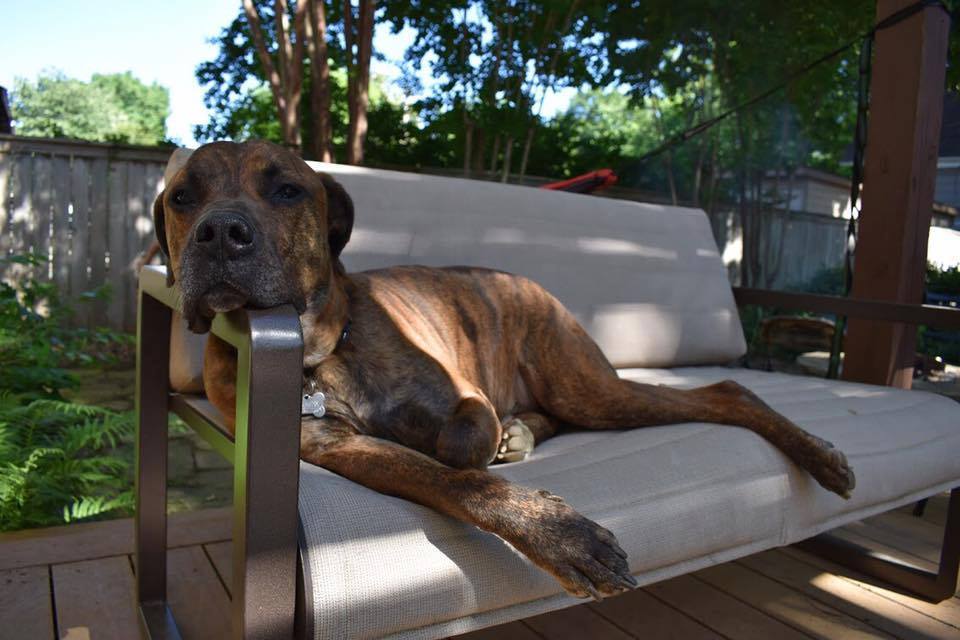 Buster, an adoptable Boxer, Cane Corso in Memphis, TN, 38103 | Photo Image 4