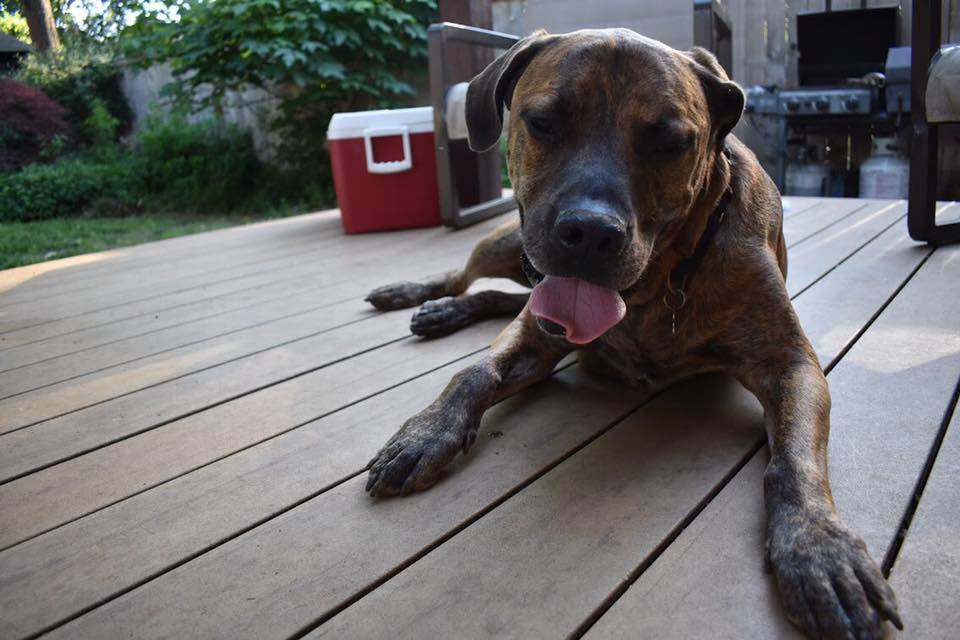Buster, an adoptable Boxer, Cane Corso in Memphis, TN, 38103 | Photo Image 5