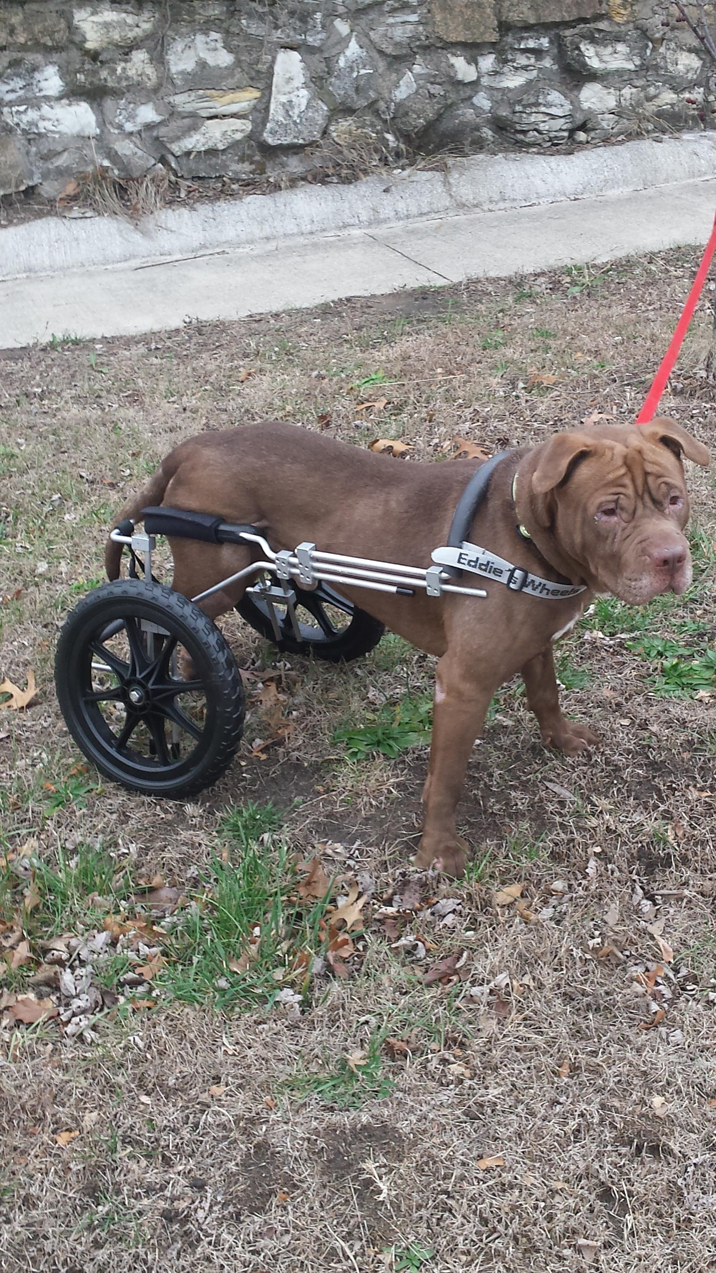 Sonny (SPONSORS needed!), an adoptable Shar-Pei, Pit Bull Terrier in Iroquois, IL, 60945 | Photo Image 2