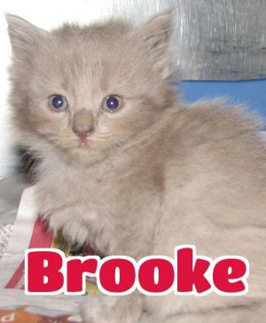 #171 Brooke