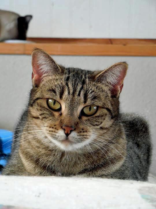 Topaz, an adoptable Abyssinian & Tabby Mix in Palo Cedro, CA_image-1