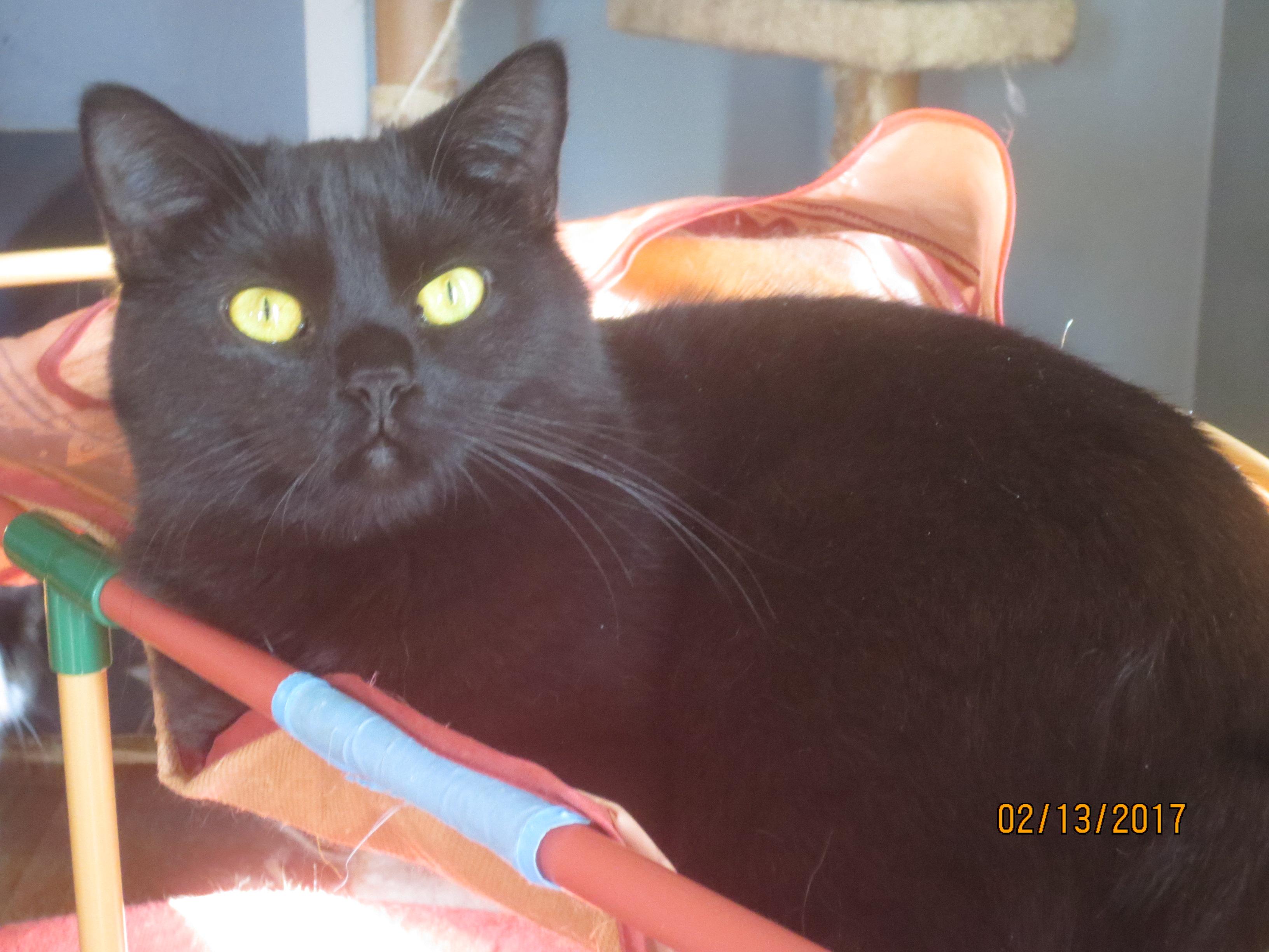 Timmy, an adoptable Persian, Domestic Short Hair in Niles, MI, 49120 | Photo Image 1