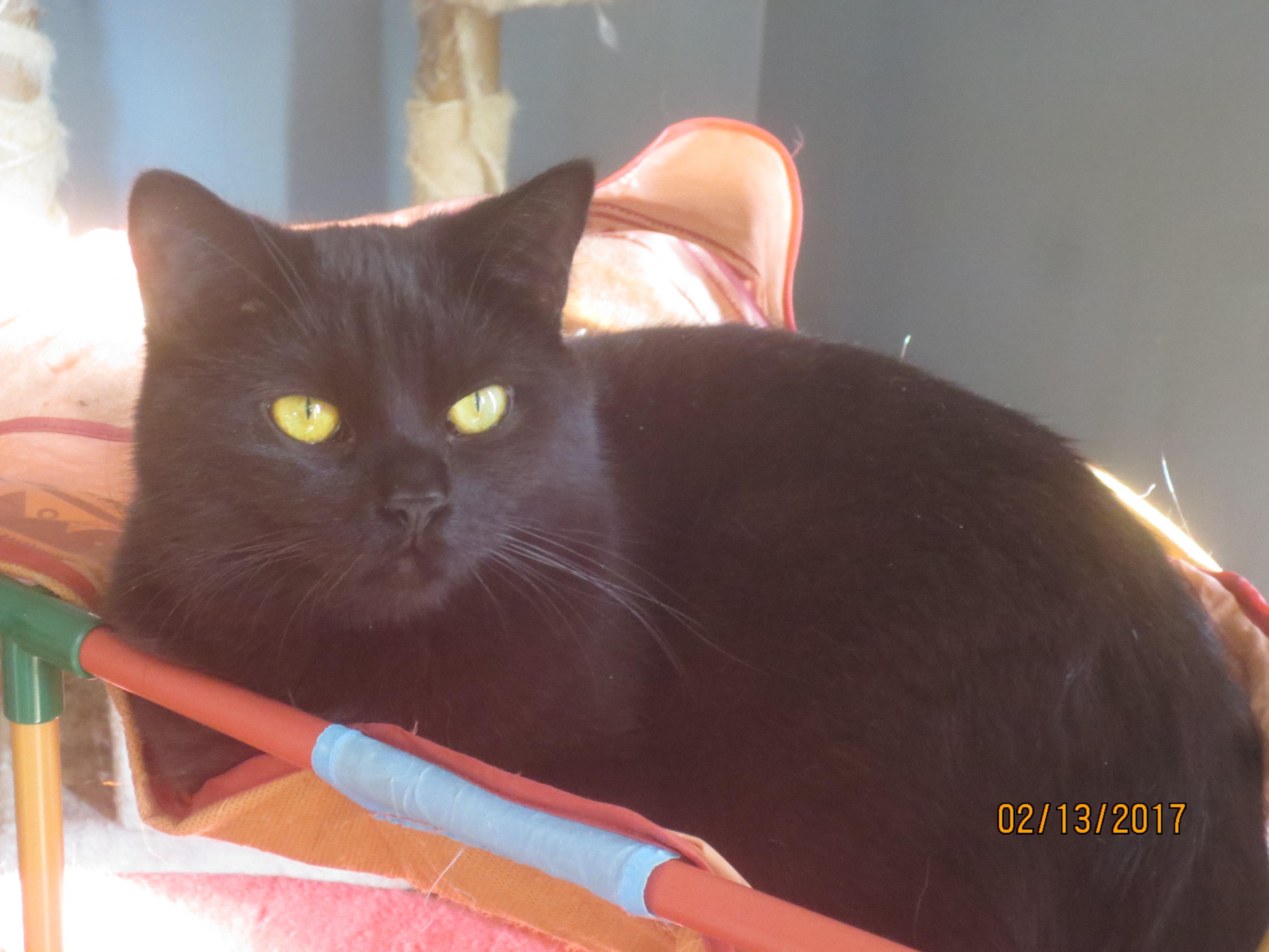 Timmy, an adoptable Persian, Domestic Short Hair in Niles, MI, 49120 | Photo Image 2