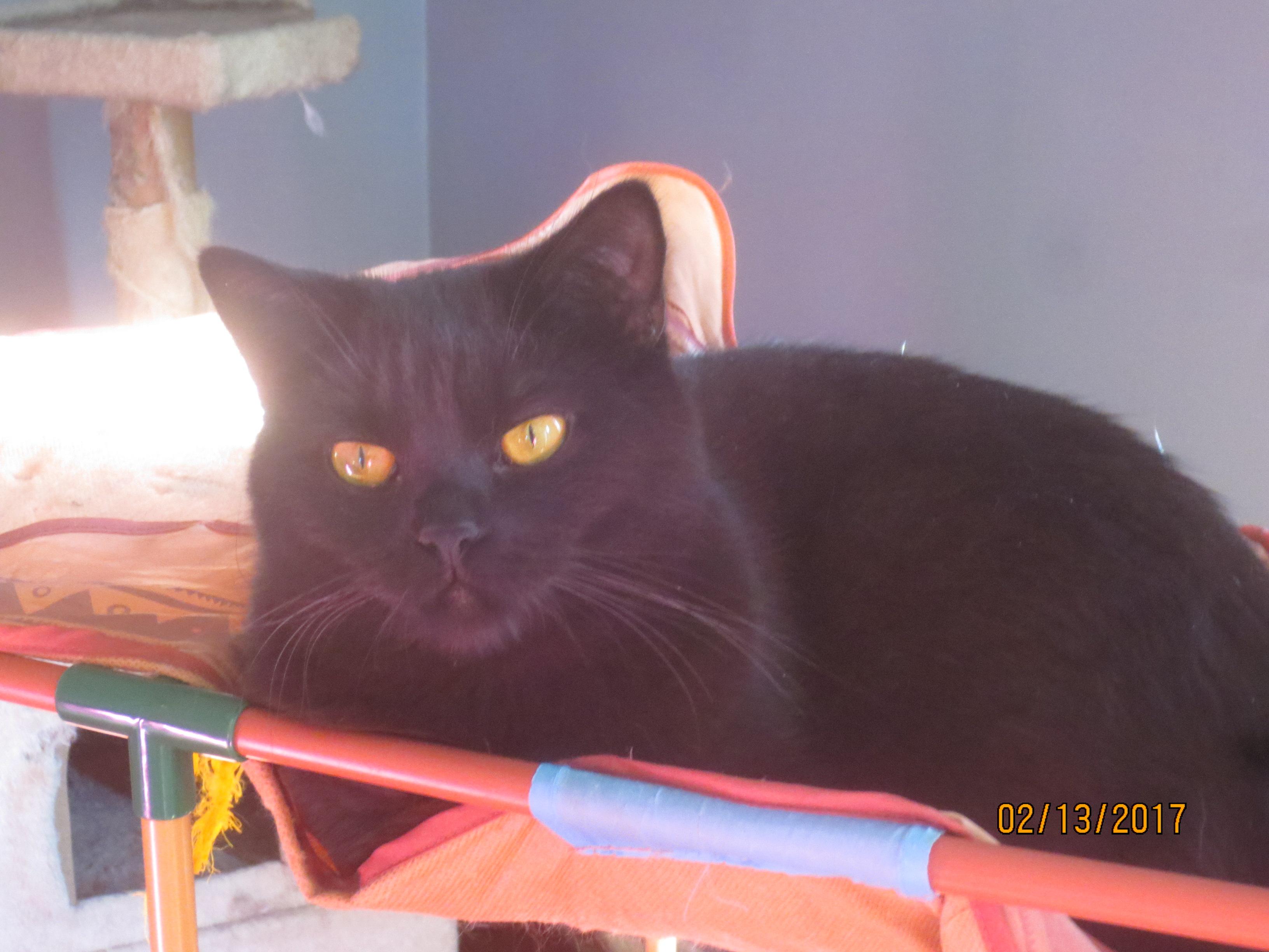 Timmy, an adoptable Persian, Domestic Short Hair in Niles, MI, 49120 | Photo Image 3