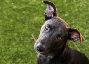 Blackie - I'm an Adoption Center Dog!