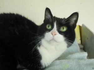 Rachel - loving senior cat