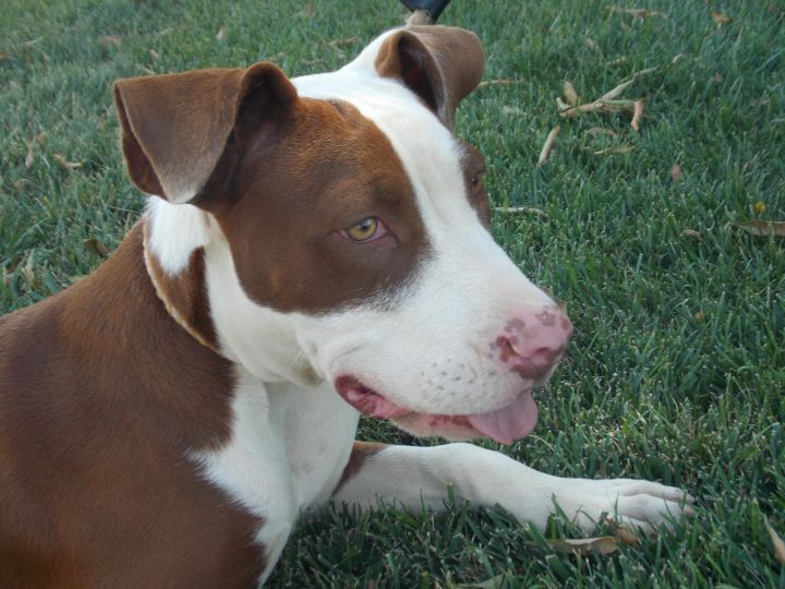 Dog For Adoption Molly Updated A German Shorthaired Pointer