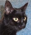 Momma J, an adoptable Domestic Short Hair in Watsontown, PA, 17777 | Photo Image 1
