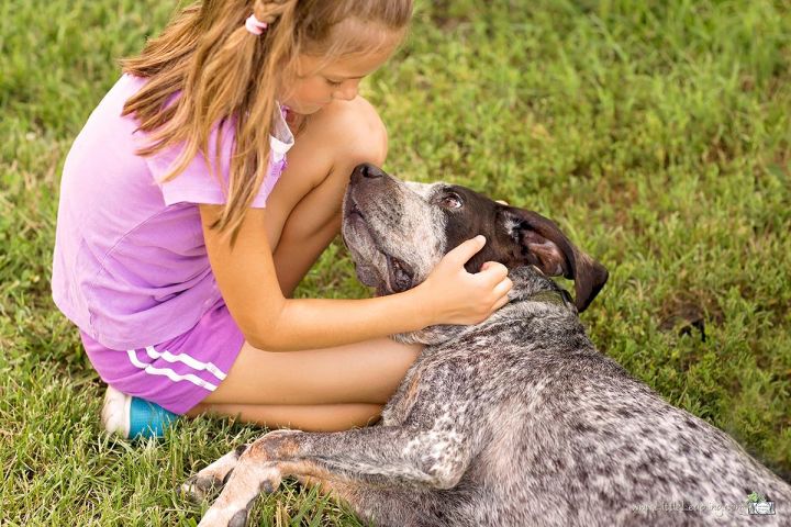 Sherlock- adoption pending, an adopted Bluetick Coonhound in Manhattan, KS_image-3