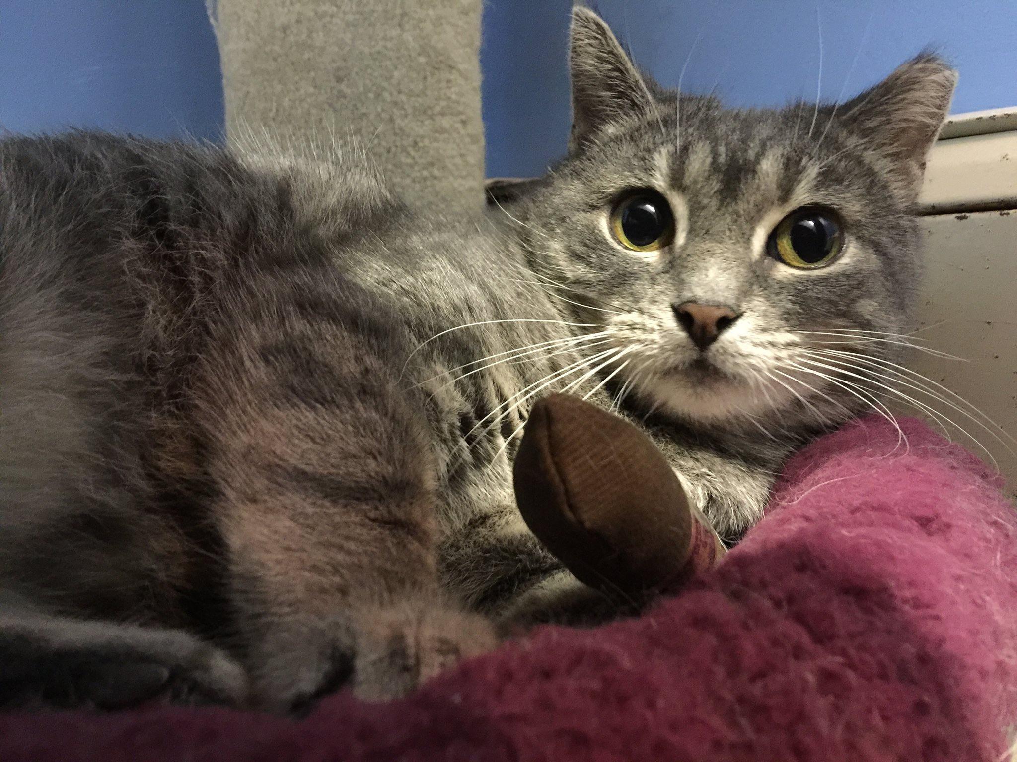 Luna, an adoptable Tabby, American Bobtail in Clifton, NJ, 07013 | Photo Image 1