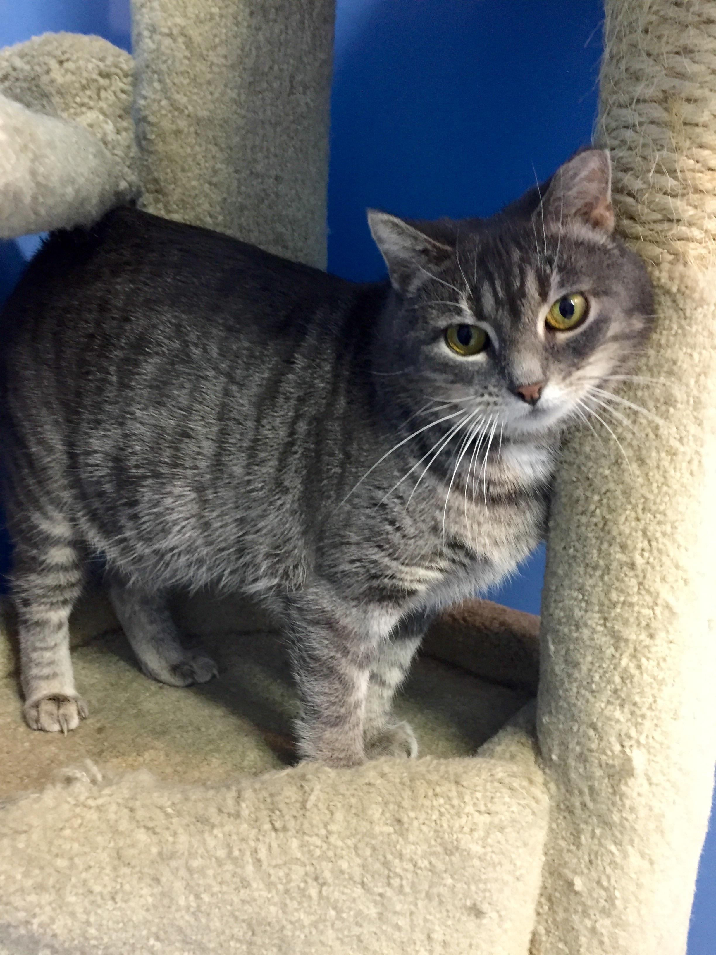 Luna, an adoptable Tabby, American Bobtail in Clifton, NJ, 07013 | Photo Image 3