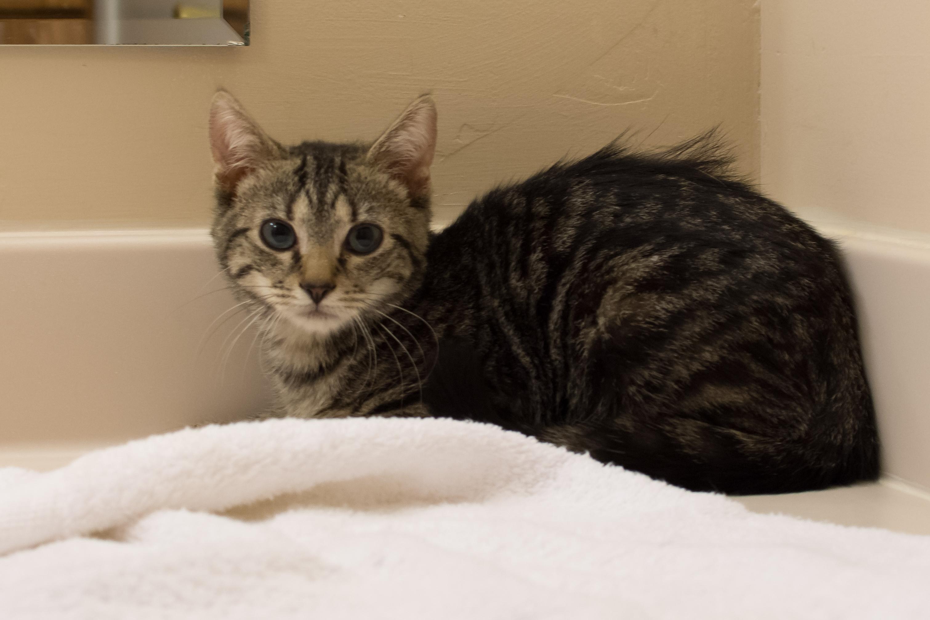 Kiko and Coco , an adoptable Domestic Short Hair in Staten Island, NY, 10312 | Photo Image 2