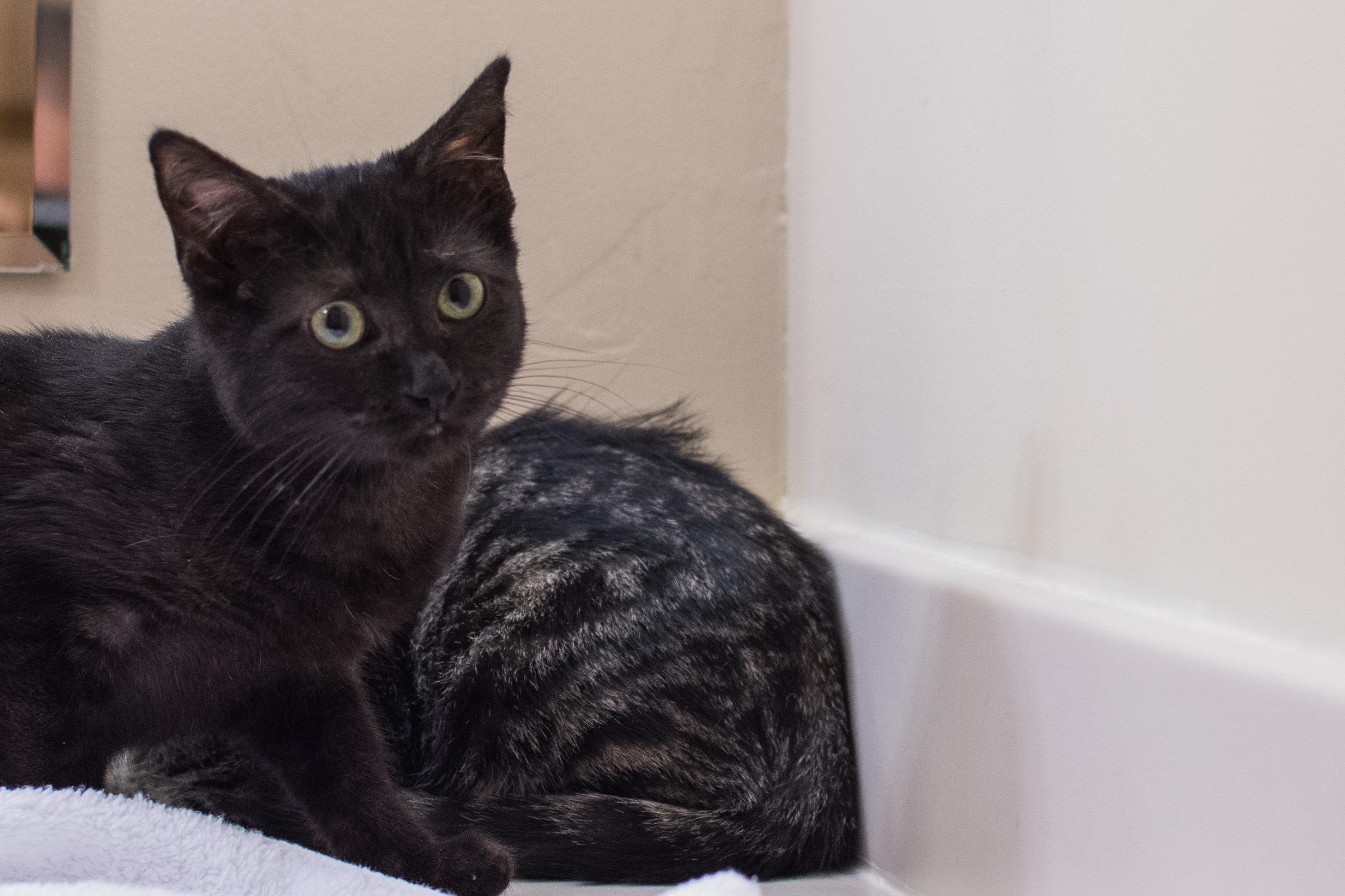 Kiko and Coco , an adoptable Domestic Short Hair in Staten Island, NY, 10312 | Photo Image 3