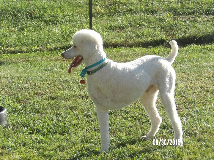 Cooper ADOPTED!, an adopted Standard Poodle in Moscow Mills, MO_image-3