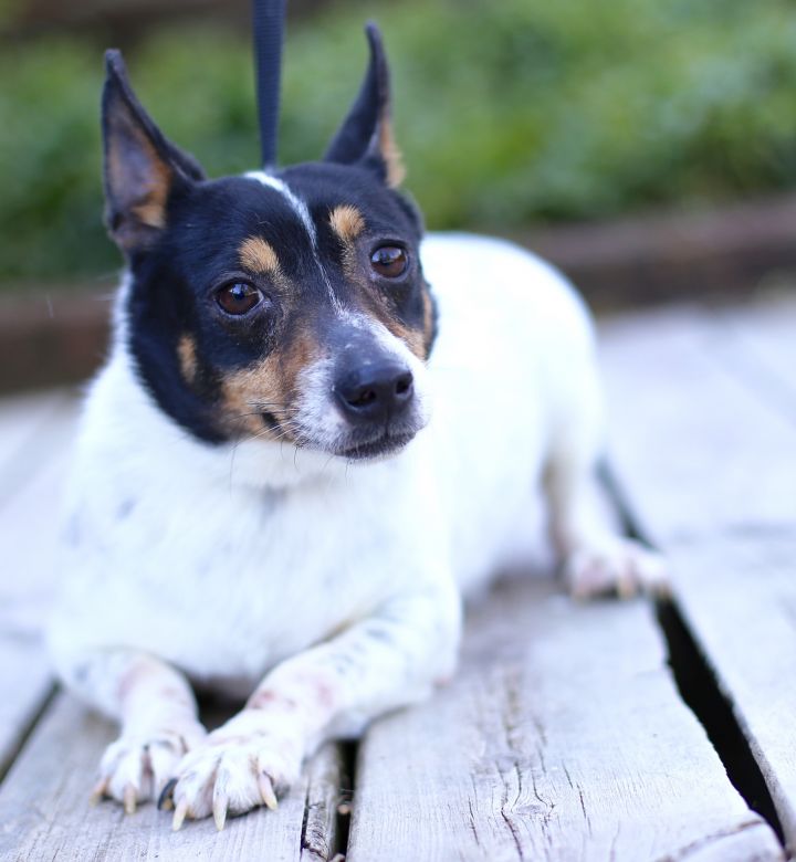 Dog For Adoption Smart Strike A Jack Russell Terrier Rat