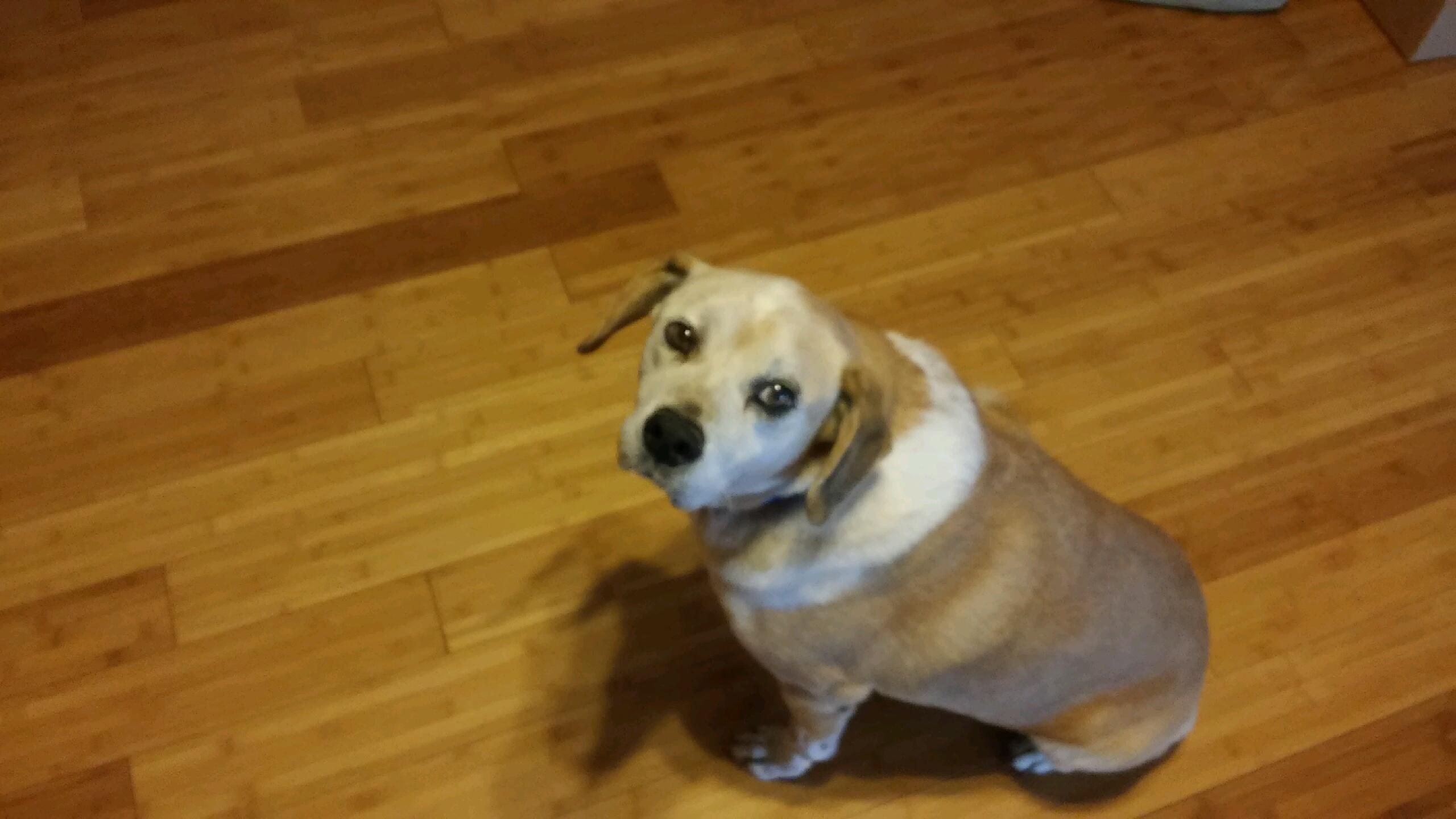Jackson, an adoptable Labrador Retriever in Dallas, TX, 75228 | Photo Image 1