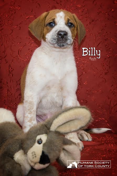 Billy 1
