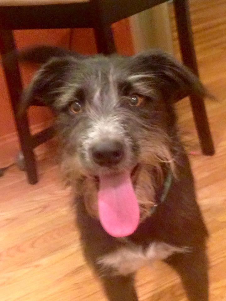 Shelly - I'm an Adoption Center Dog 1