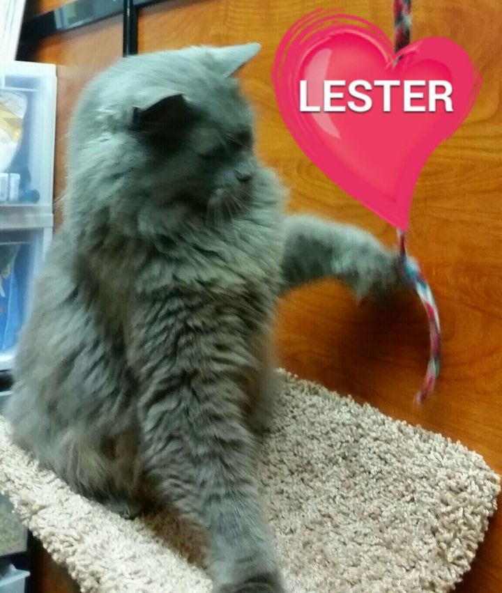 LESTER - Fluffy & Curious! 3