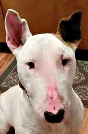 Millie, an adopted Bull Terrier in Binghamton, NY_image-1