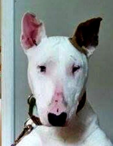 Millie, an adopted Bull Terrier in Binghamton, NY_image-2