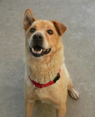 Doc - I'm an Adoption Center Dog and my adoption fee is sponsored! 2