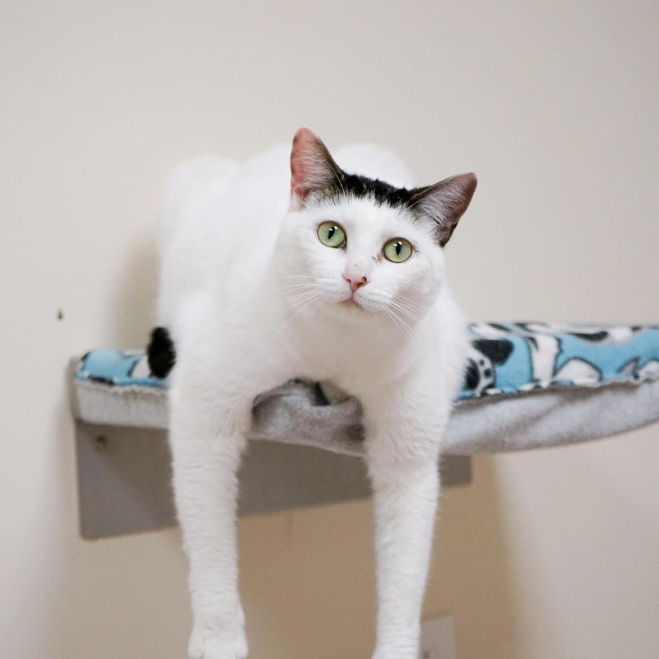 Cappy, an adoptable Domestic Short Hair in Rochester, NY, 14622 | Photo Image 2