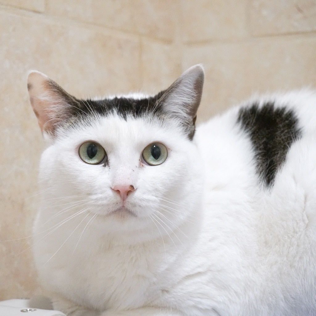 Cappy, an adoptable Domestic Short Hair in Rochester, NY, 14622 | Photo Image 1
