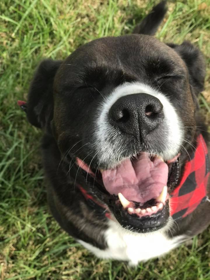 55+ Full Grown Border Collie Boxer Mix l2sanpiero