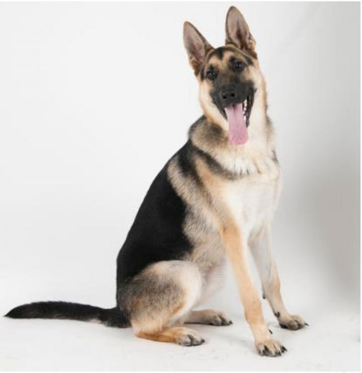 Dallas, an adopted German Shepherd Dog in Petaluma, CA_image-1