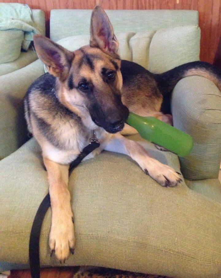Dallas, an adopted German Shepherd Dog in Petaluma, CA_image-3