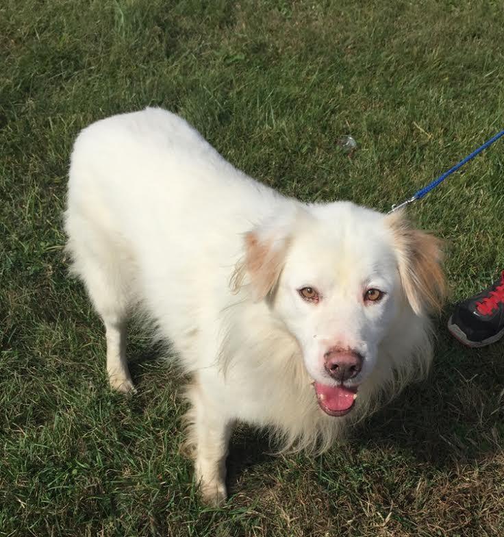 SABOR!!!, an adoptable Great Pyrenees in Owensboro, KY, 42302 | Photo Image 1