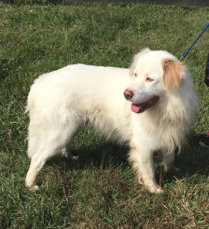 SABOR!!!, an adoptable Great Pyrenees in Owensboro, KY, 42302 | Photo Image 2