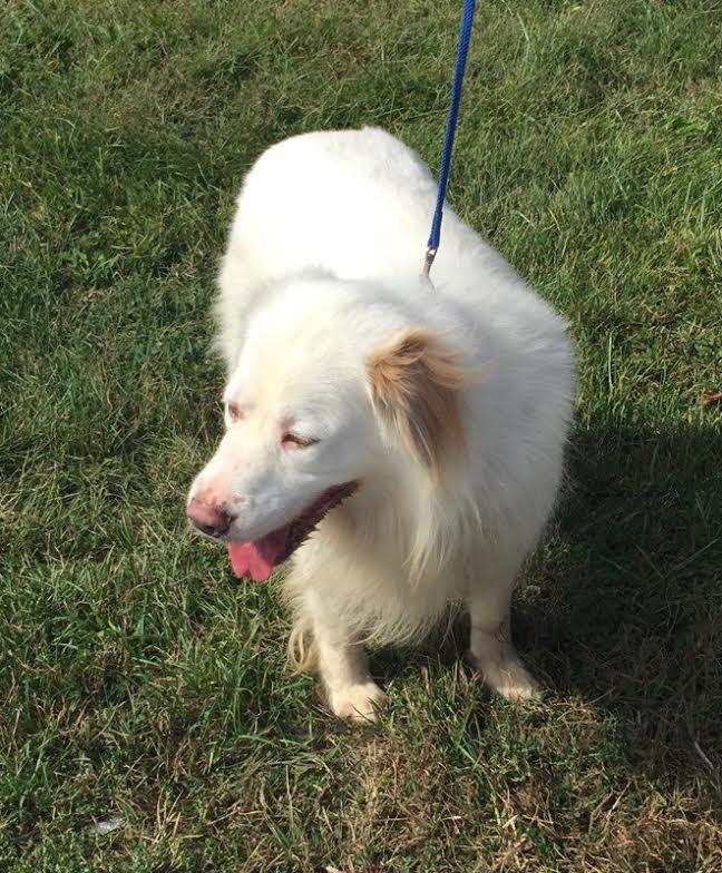SABOR!!!, an adoptable Great Pyrenees in Owensboro, KY, 42302 | Photo Image 3