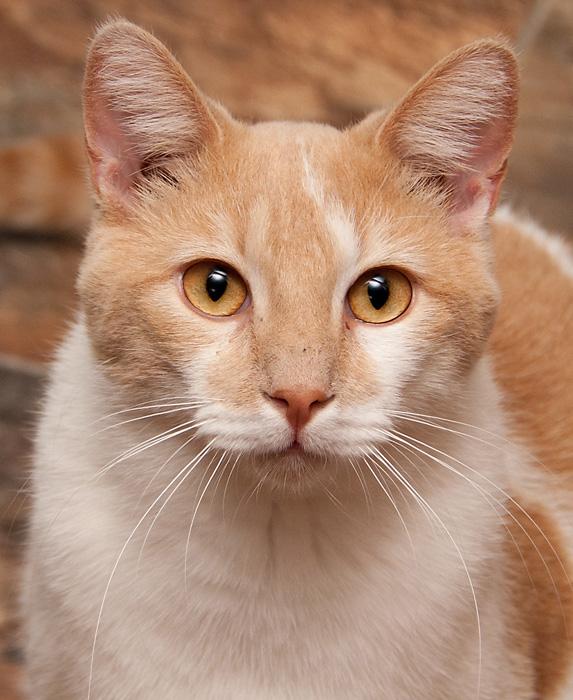 Bailey, an adoptable Domestic Short Hair in Westminster, CO, 80031 | Photo Image 1