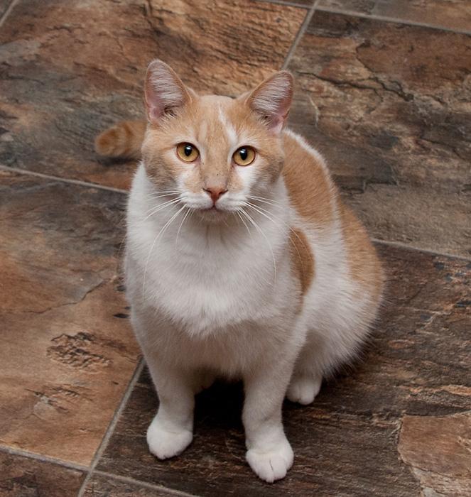 Bailey, an adoptable Domestic Short Hair in Westminster, CO, 80031 | Photo Image 2