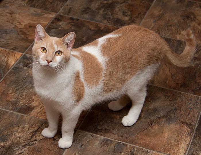 Bailey, an adoptable Domestic Short Hair in Westminster, CO, 80031 | Photo Image 3