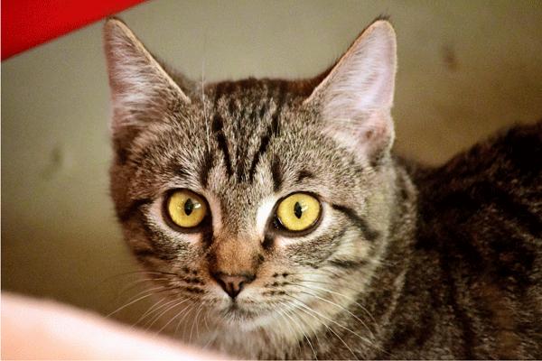 Tilly 2