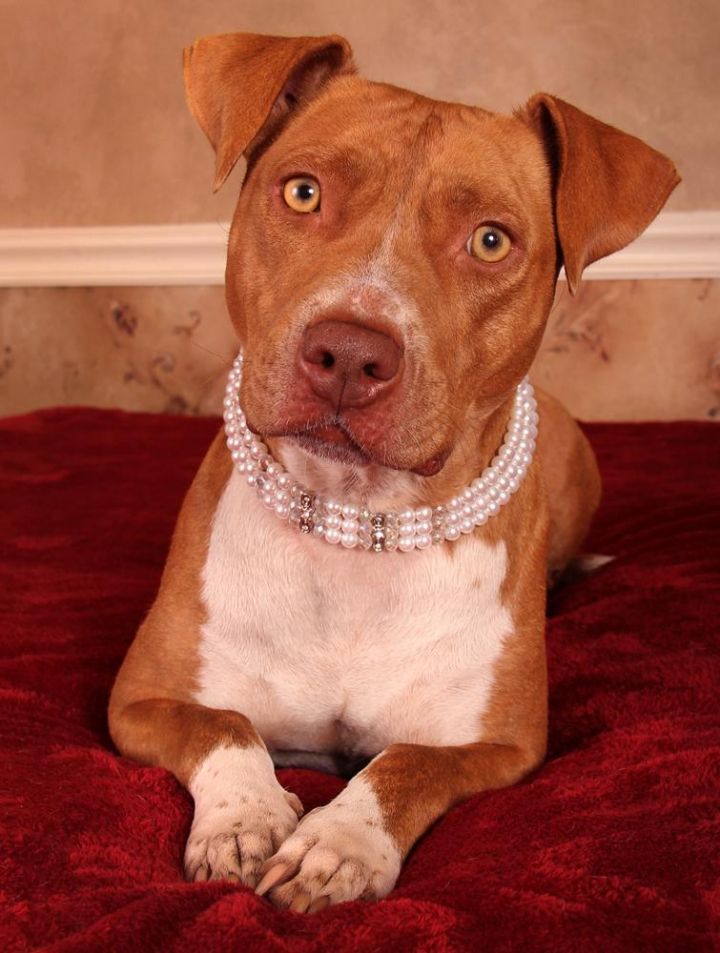 Scully, an adopted American Staffordshire Terrier in Nashville, TN_image-2