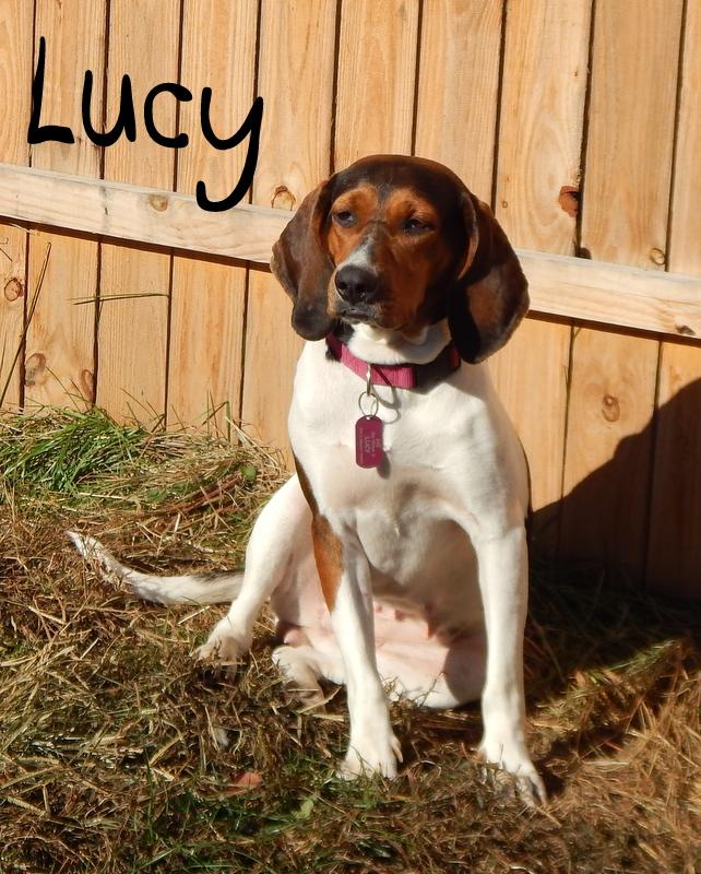 Lucy, an adoptable Treeing Walker Coonhound in Washington, PA, 15301 | Photo Image 1