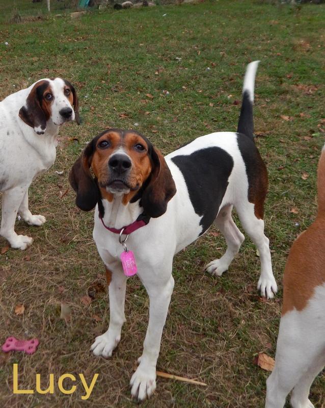 Lucy, an adoptable Treeing Walker Coonhound in Washington, PA, 15301 | Photo Image 2