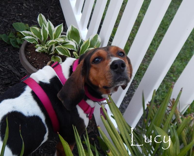 Lucy, an adoptable Treeing Walker Coonhound in Washington, PA, 15301 | Photo Image 3