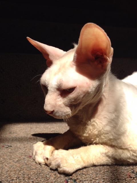 Ming, an adopted Cornish Rex in Glendale, CA_image-1