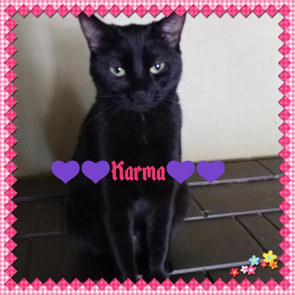 Karma, an adoptable Domestic Short Hair in Maryville, TN, 37802 | Photo Image 2