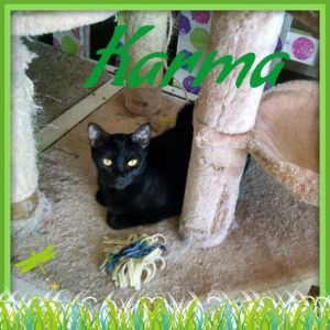 Karma is a sweet girl who prefers a quiet place to curl up in She is spayed up to date