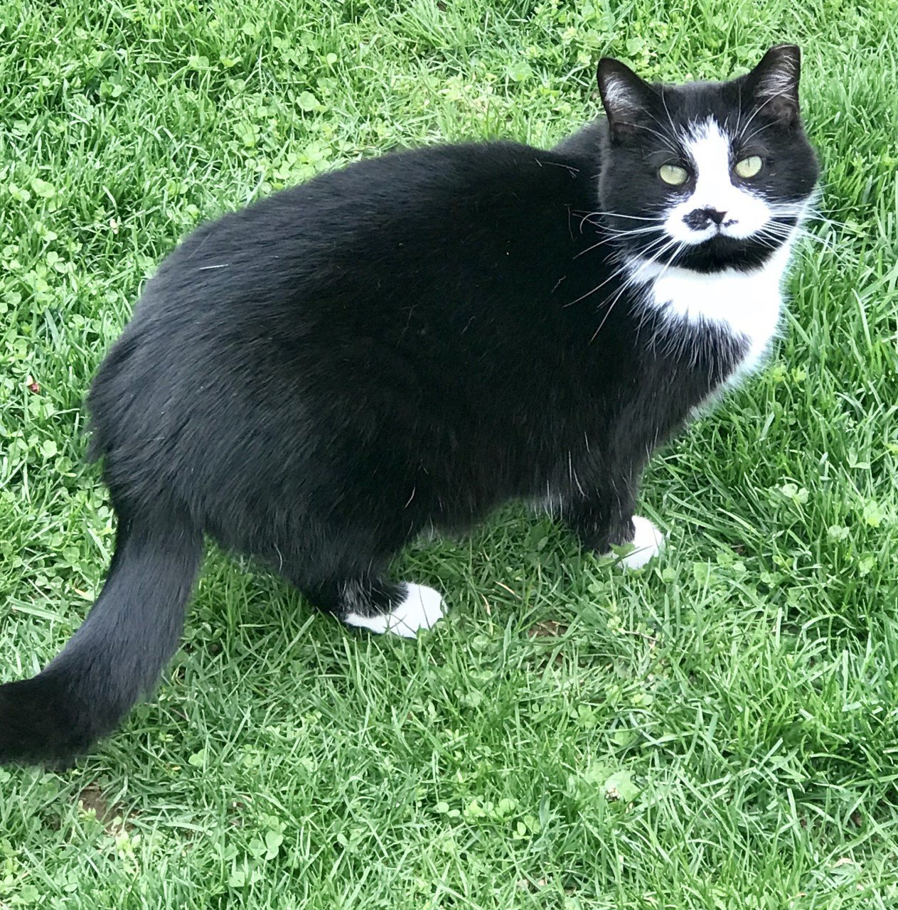 July, an adoptable Domestic Medium Hair in Sistersville, WV, 26175 | Photo Image 1