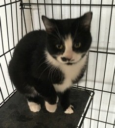 July, an adoptable Domestic Medium Hair in Sistersville, WV, 26175 | Photo Image 2