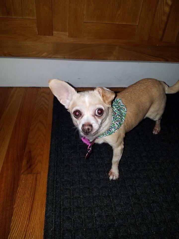 Guapa, an adopted Chihuahua in Sturbridge, MA_image-2